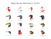 Bird Beaks Different Types Illustration Set. Hand Drawn Various Bird Beak Chart Sorted By Feeding Type. Beautiful Birds With Different Bills. Big Colorful Table For Nature Study, Teaching, Explore