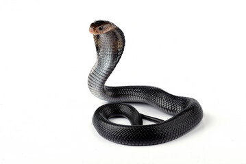 The Javan spitting cobra (Naja sputatrix) on white background