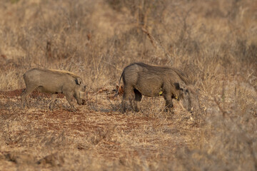 Wall Mural - A Common warthog, brown wild pig with tusk. Close-up detail of animal in nature habitat. Wildlife nature on African Safari, Kruger National Park, South Africa.