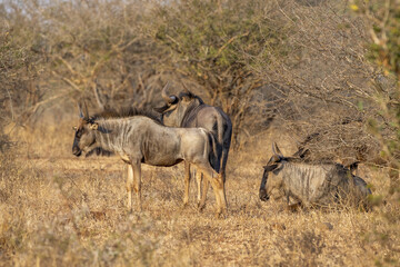 Canvas Print - Gnu Kruger National Park South Africa