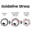 Cell anatomy undergoing oxidative stress, biology. Ideal for educational and informational materials