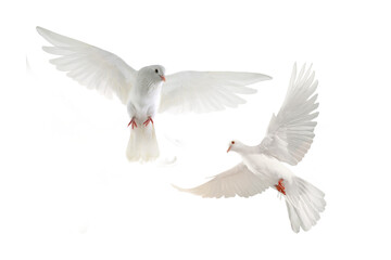 white dove isolated on transparent background