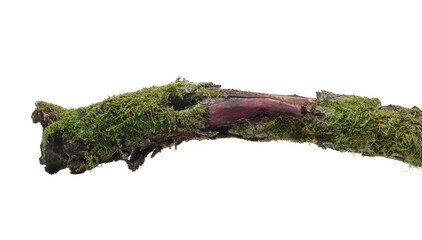 Wall Mural - Fresh green moss on rotten branch isolated on white, side view