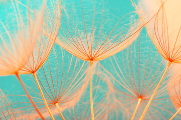  Dandelion flower background closeup