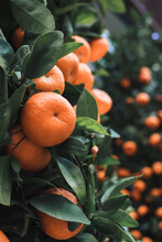 Orange Tree With Oranges