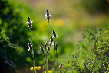 Sticker - Backlit stamen from wild flowers