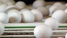 Eggs Being Transported On A Conveyor Belt To The Packing Station At A Chicken Egg Farm. Close Up. 4K Resolution.