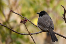 Close Up Portrait Of A Common Bulbul Standing On A Garden Tree Branch