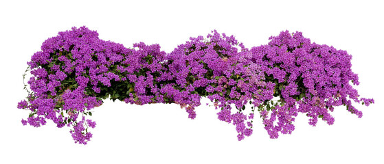 Poster - Purple Bougainvillea tropical flower bush climbing vine landscape garden plant  growing in wild with fresh and some dried flower petals.