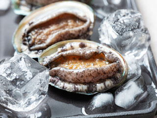 Fresh abalone and ice on plate