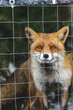 Fox in zoo at winter