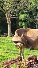Moo-ving Grazing: A Dairy Farm Adventure