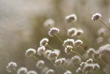 Close-up Of California Buckwheat Flowers Plant At Joshua Tree National Park, California