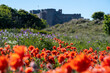 Focus on Bamburgh Castle, in Northumberland, UK, against out of focus red poppies