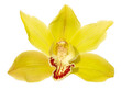 Yellow cymbidium orchid flower isolated