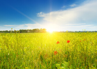 Sticker - poppies field in rays sun