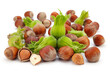Hazelnut nut on white