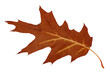 Dry maple leaf on white