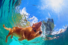 Underwater Photo Of Golden Labrador Retriever Puppy In Outdoor Swimming Pool Play With Fun - Jumping And Diving Deep Down. Activities And Games With Family Pets And Popular Dog On Summer Holiday.