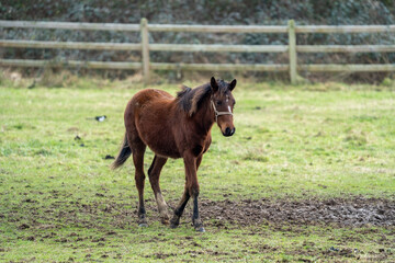 Wall Mural - A horse foal in a field