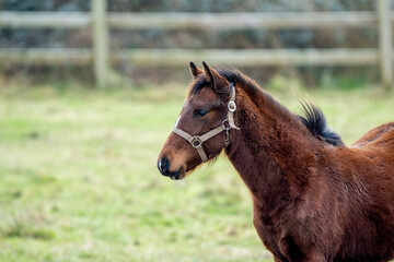 Wall Mural - portrait of a horse foal