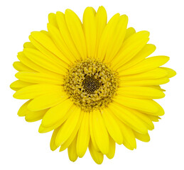 Poster - yellow gerbera flower isolated with clipping path