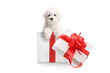 Bichon Frise puppy inside a gift box