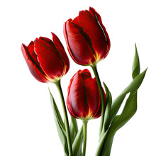 Colorful Red Yellow Tulip Flower Illustration, Transparent Background, Png, Generative AI
