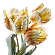 Colorful Red Yellow Tulip Flower Illustration, Transparent Background, Png, Generative AI