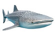 Whale shark, isolated on transparent background. Generative Ai