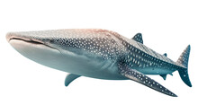 Whale Shark, On Isolated Background. Generative Ai