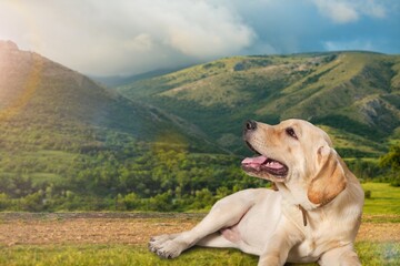 Wall Mural - Cute young dog walk on outdoor