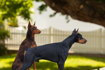 Poster - Cute young lovely smart dogs posing on outdoor