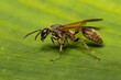 Dark Brown wasp in Costa Rica