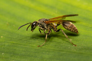 Wall Mural - Dark Brown wasp in Costa Rica