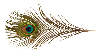 Peacock feather on transparent background.