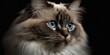 © Fox_Dsign - Portrait de chat de race ragdoll sur fond noir - yeux bleus - illustration ia
