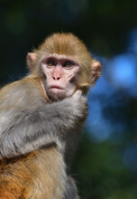 Pensive Wild Monkey