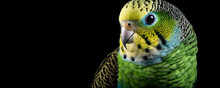Close Up Of A Pet Budgie Bird On Black Background. 