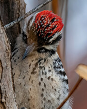 Red Feathers On The Head Of A Ladderback Woodpecker