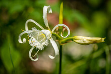 Peruvian Daffodil (Ismene X Deflexa). Called Basket Lily, Spider Lily, Summer Daffodil And Sea Daffodil Also