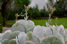 Succulent Plant With Buds Growing