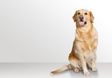 Fototapeta Mapy - Happy young dog, posing on light background