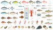 春が旬の魚介類。海鮮イラストセット。フラットなベクターイラスト。マグロ、タイ、ブリ、ヒラメ、メバル、青魚、タコやイカ、貝類、ウニ、イセエビ、川魚など60種類の魚介類イラストセット