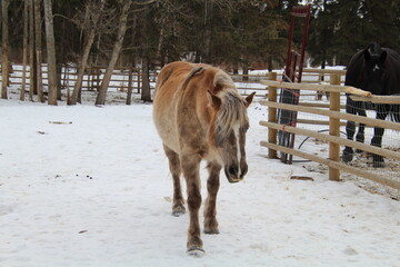 Wall Mural - horse in winter