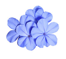 White Plumbago Or Cape Leadwort Flower. Close Up Small Blue Flower Bouquet Isolated On Transparent Background.