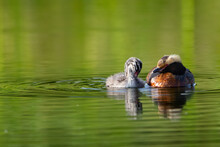 Mother Horned Grebe Is Swimming On The Lake Waters In Summer.