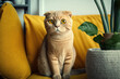 Ginger scottish fold cat sitting on yellow sofa near a green potted house plants pots at home, Growing indoor plants, beautiful animal, love pets.  Ai generative