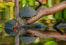 Turtles,Â LoxahatcheeÂ River, Florida, USA