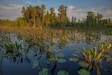 Aquatic Vegetation And Cypress Trees, Okefenokee Swamp, Georgia, USA